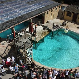 Sealion Show in progress, 4th August 2014