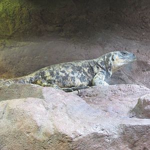 isla san esteban chuckwalla houston zoo
