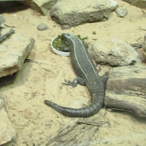 plated lizard houston zoo