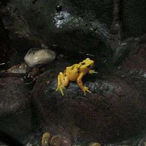 panama golden frog houston zoo