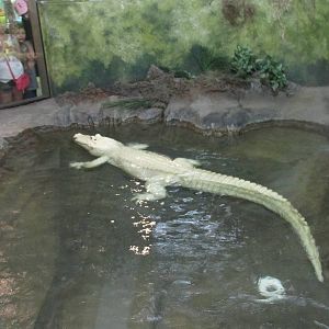 white alligator named Blanco houston zoo
