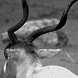 ADDAX