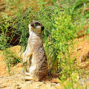 MEERKAT