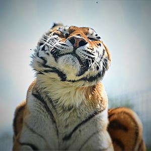 AMUR TIGER