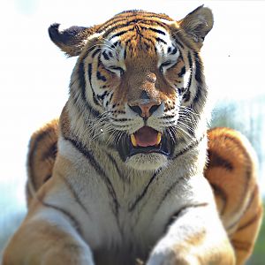 AMUR TIGER