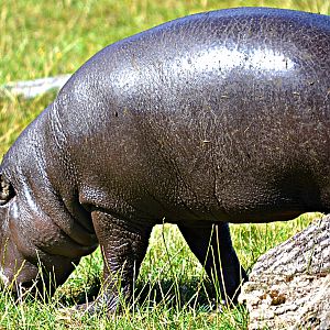 PYGMY HIPPO CALF