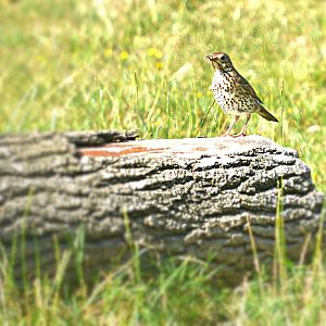 MISTLE THRUSH