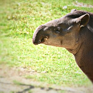 TAPIR