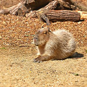 CAPYBARA