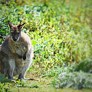 RED NECKED WALLABY