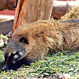 RING TAILED COATI