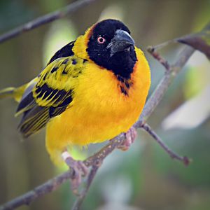 BLACK HEADED WEAVER