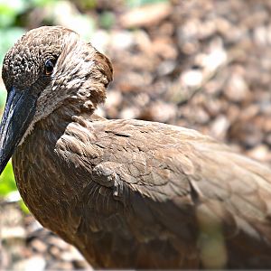 HAMERKOP
