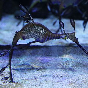 Weedy Sea Dragon (Phyllopteryx taeniolatus)
