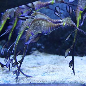 Weedy Sea Dragons (Phyllopteryx taeniolatus)