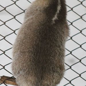 Burmese ferret-badger (Melogale personata)