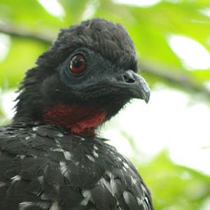Crested Guan