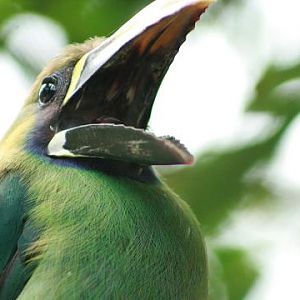 Blue-throated Toucanet