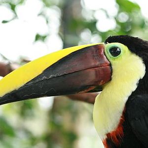 Chestnut-mandibled Toucan