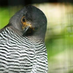 Barred Forest-falcon