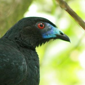 Black Guan