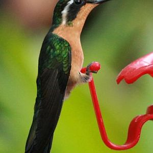 Purple-throated Mountain-gem