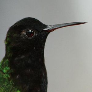 Black-bellied Hummingbird