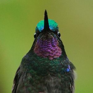 Purple-throated Mountain-gem