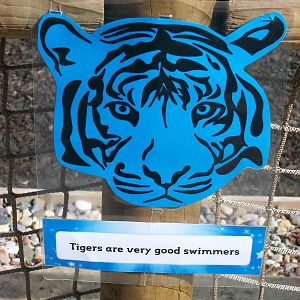 On the Tiger Trail, 4th August 2014