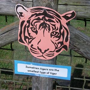 On the Tiger Trail, 4th August 2014