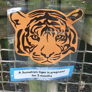 On the Tiger Trail, 4th August 2014