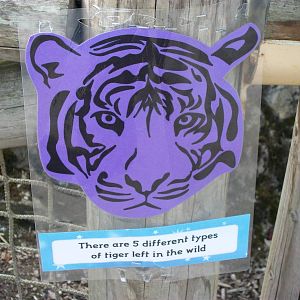 On the Tiger Trail, 4th August 2014