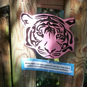 On the Tiger Trail, 4th August 2014