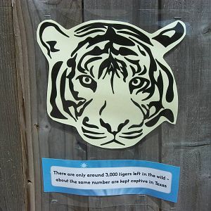 On the Tiger Trail, 4th August 2014