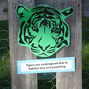 On the Tiger Trail, 4th August 2014