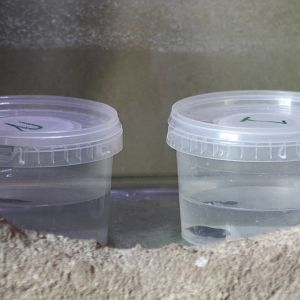 Tadpole exhibit, 4th August 2014