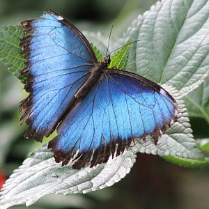 Blue morpho