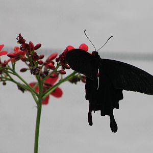 Atrophaneura kotzebuea