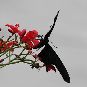 Atrophaneura kotzebuea