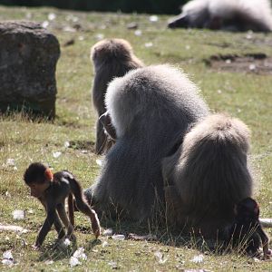 Hamadryas Baboons, 4th August 2014