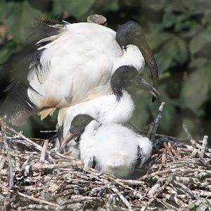 Sacred Ibis nest, 4th August 2014