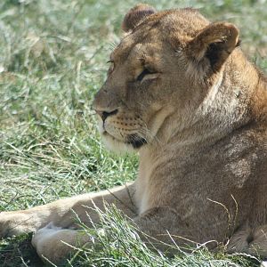 African Lion, 4th August 2014