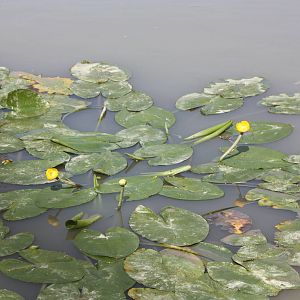 The White Stork Lake is looking well, 4th August 2014