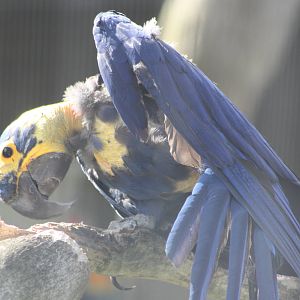 Hyacinthine Macaw, 4th August 2014