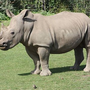 White Rhinoceros, 4th August 2014