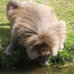 Hamadryas Baboon, 4th August 2014