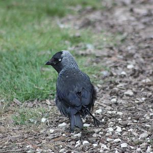 Maybe it should be under UK Wildlife! 4th July 2014