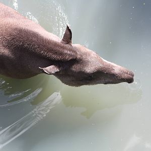 Brazilian Tapir, 4th August 2014