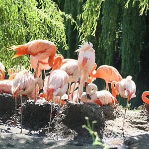 Flamingos, 4th August 2014