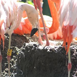 Flamingos, 4th August 2014